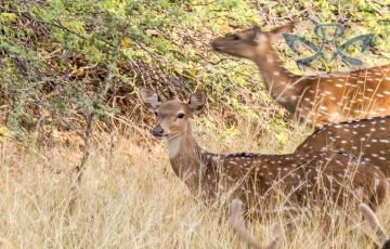 Heart-warming 3 Days 2 Nights Swai Madhopur Trip Package