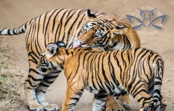 Heart-warming 3 Days 2 Nights Swai Madhopur Trip Package