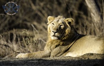 Experience 3 Days 2 Nights Sasan Gir Holiday Package