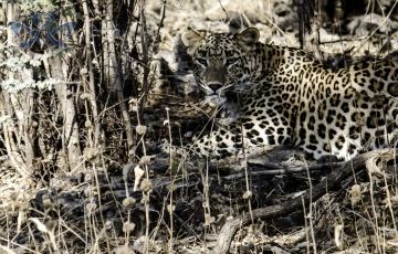 Experience 3 Days 2 Nights Sasan Gir Holiday Package