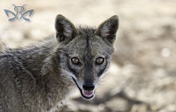 Experience 3 Days 2 Nights Sasan Gir Holiday Package