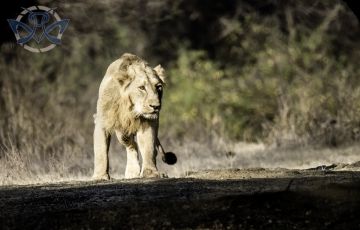 Experience 3 Days 2 Nights Sasan Gir Holiday Package