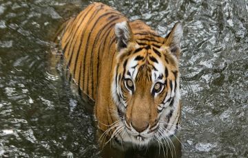 Memorable 3 Days 2 Nights Bandhavgarh Trip Package