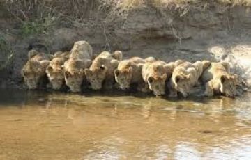 Best 5 Days 4 Nights Ahmedabad and SasanGir Vacation Package