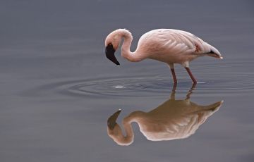 Heart-warming 5 Days 4 Nights Nakuru, Lake Naivasha with Menengai Crater Holiday Package Heart-warming 5 Days 4 Nights Nakuru, Lake Naivasha with Menengai Crater Holiday Package