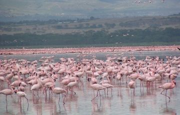 Heart-warming 5 Days 4 Nights Nakuru, Lake Naivasha with Menengai Crater Holiday Package