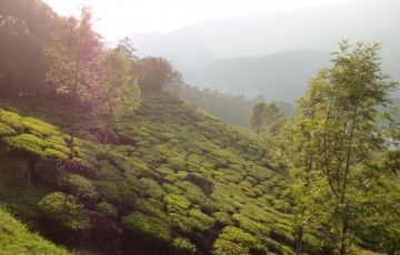 Kerala Tour- 5 Days 4 Nights Munnar, Thekady with Alleppey