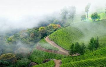 Magical 6 Days 5 Nights Munnar Trip Package