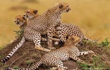 Pleasurable 8 Days 7 Nights Masai Mara, Nairobi with Kenya Holiday Package