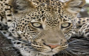 Magical 3 Days 2 Nights Maasai Mara and Nairobi Tour Package Magical 3 Days 2 Nights Maasai Mara and Nairobi Tour Package