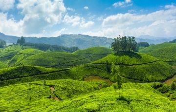 Experience 6 Days 5 Nights Munnar, Munnar, Alappuzha and Kochi Tour Package