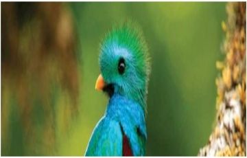 Beautiful 12 Days 11 Nights Costa Rica Tour Package