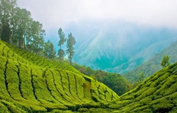 Munnar, Alappuzha, Alleppey and Cochin Tour Package for 4 Days 3 Nights from Kochi
