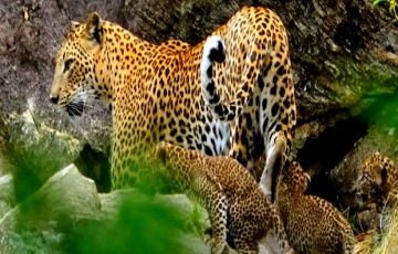 Best 9 Days 8 Nights Kandy, NuwaraEliya, Bentota with Colombo Holiday Package