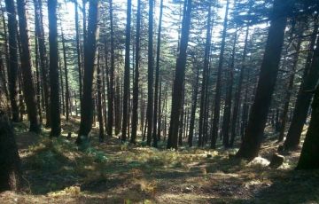 Pleasurable 2 Days Kanatal Vacation Package by CAMP ADDA INDIA Travel Pvt Ltd