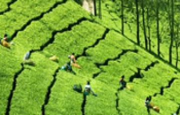 Family Getaway 5 Days 4 Nights Munnar Trip Package