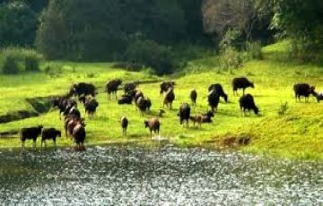 Kerala Tour Package 2 Nights / 3 Days