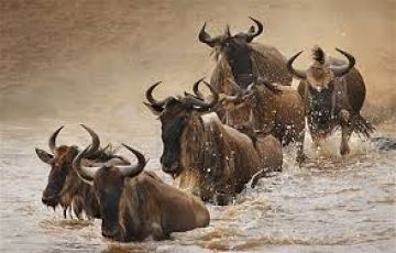 Memorable 3 Days 2 Nights Maasai Mara with Adityapatna Vacation Package