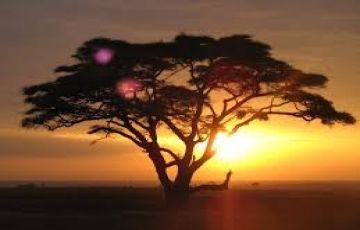 Memorable 3 Days 2 Nights Maasai Mara with Adityapatna Vacation Package