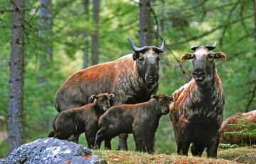 Pleasurable 6 Days 5 Nights Thimphu, Wangdue and Paro Vacation Package