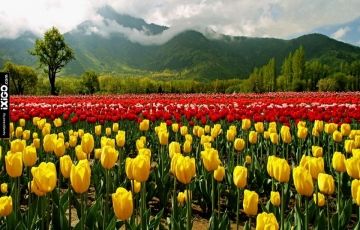 Kashmir, Srinagar with Pahalgam Tour Package for 5 Days 4 Nights