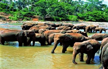 Ecstatic 15 Days 16 Nights Negombo, Dambulla with Anuradhapura Vacation Package