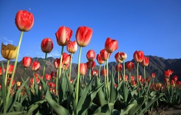 Family Getaway 6 Days 5 Nights Srinagar, Gulmarg with Sonmarg Vacation Package