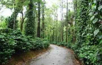 Honeymoon at Coorg For 3 Days / 2 Nights