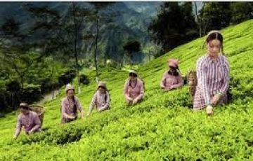 Magical Darjeeling Tour Package for 5 Days 4 Nights