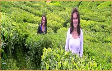 Heart-warming 10 Days 9 Nights Cochin, Munnar, Alleppey, Kanyakumari and Kovalam Tour Package