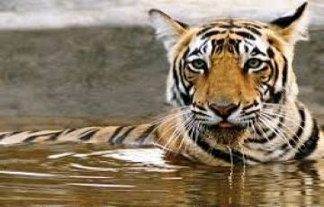 Beautiful 3 Days 2 Nights Ramnagar with Corbett Park Tour Package