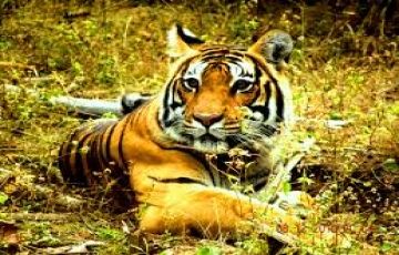 Best Nainital Tour Package for 5 Days 4 Nights