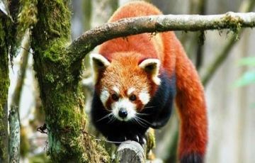 Pleasurable 4 Days 3 Nights Darjeeling with Mirik Holiday Package