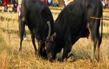 Heart-warming 6 Days 5 Nights Cherapunjee Holiday Package