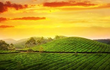 Ecstatic 4 Days 3 Nights Munnar, Cochin and Kumarakom Vacation Package