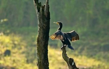 Pleasurable Munnar Tour Package for 6 Days 5 Nights