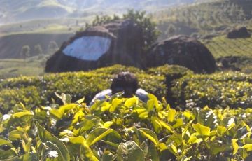 Magical 4 Days 3 Nights Cochin and Munnar Vacation Package