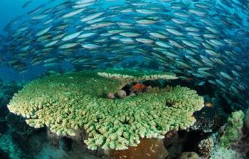 Family Getaway 7 Days 6 Nights Havelock Island Vacation Package