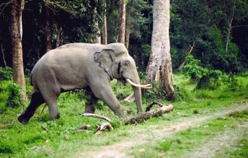 Pleasurable 4 Days 3 Nights Jaldapara with Lataguri Vacation Package