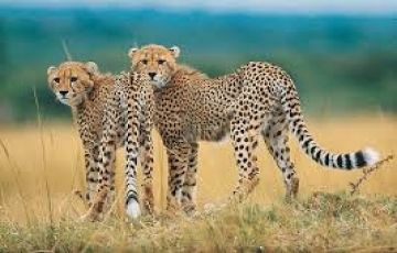 Pleasurable 7 Days 6 Nights Johannesburg, Cape Town and Kapama Private Game Reserve Holiday Package