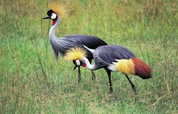 Ecstatic 5 Days 4 Nights Arusha Trip Package