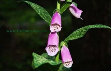 Heart-warming 5 Days 4 Nights Srinagar Tour Package