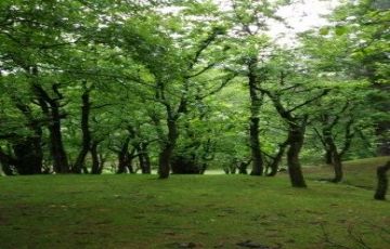 Heart-warming 5 Days 4 Nights Srinagar Tour Package