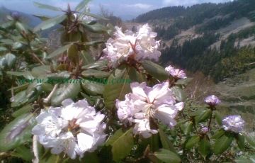 Heart-warming 5 Days 4 Nights Srinagar Tour Package