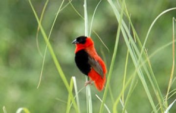 15 Days 16 Nights Cape Town Tour Package