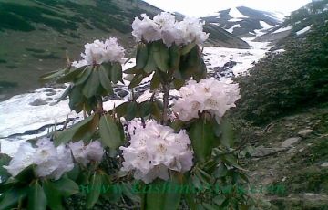 Magical 5 Days 4 Nights Srinagar and Kokernag Holiday Package