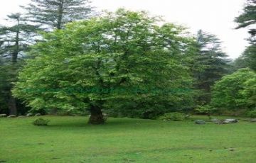 Magical 5 Days 4 Nights Srinagar and Kokernag Holiday Package