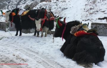 Beautiful 4 Days 3 Nights Gangtok, Darjeeling, Tsongmo Lake with Bagdogra Holiday Package