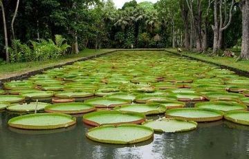 Ecstatic 7 Days 6 Nights Mauritius with North Island Vacation Package