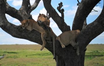 Heart-warming 4 Days 3 Nights Arusha with Ngorongoro Holiday Package